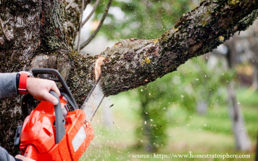 DIY – How to Trim Tree Branches Yourself