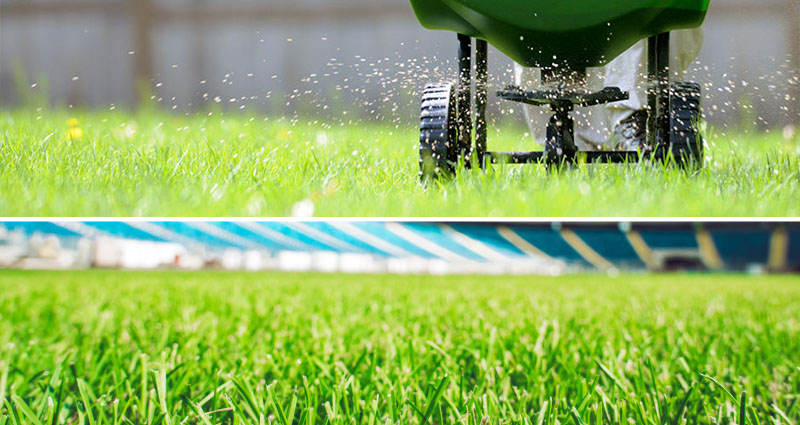 The Difference Between Turf and Lawn Sowing