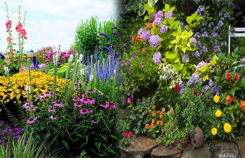 Sun Perennial Garden Ideas For Your Front Yard